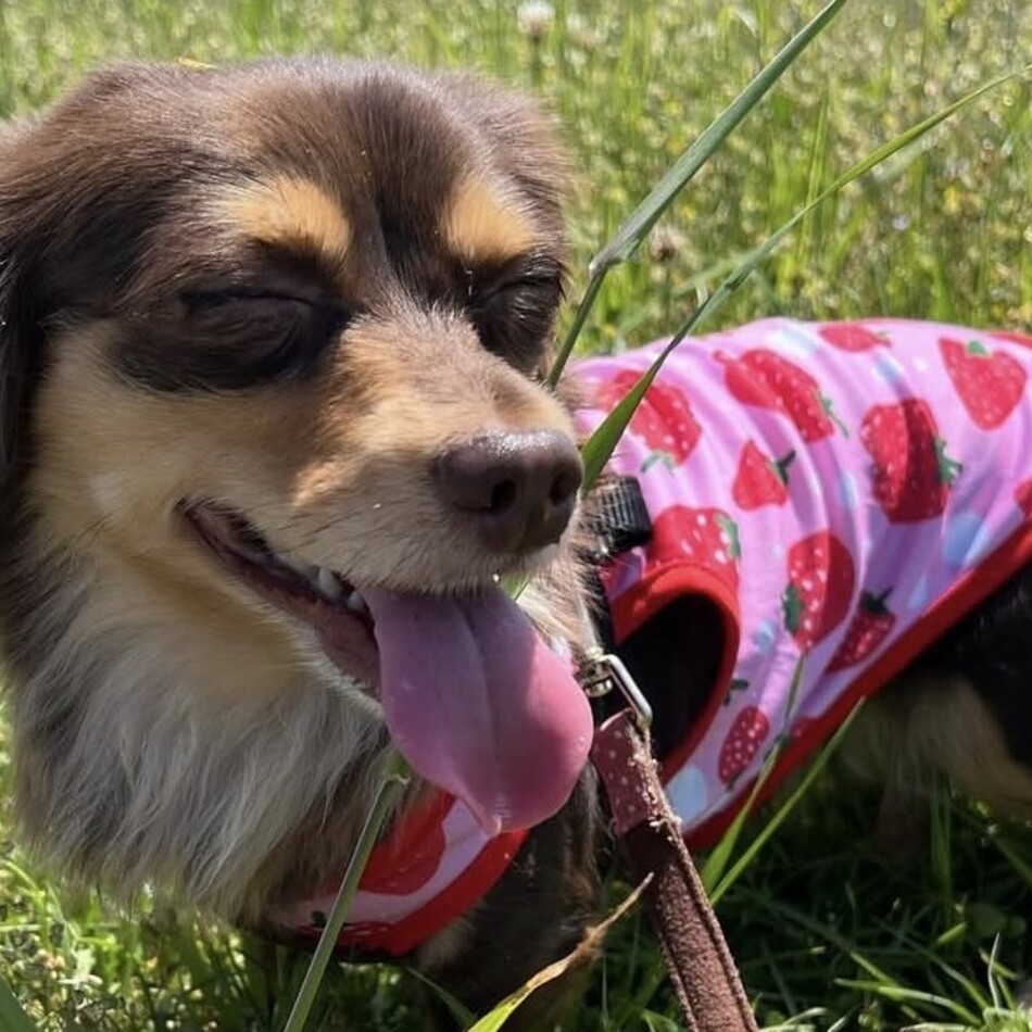 こむぎのカバー写真