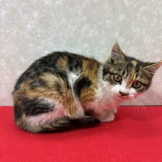 留守番出来ます！玄関開けたら朝までまったり❤みかん