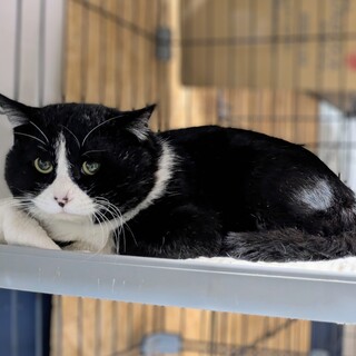 エイズ陽性　大人しく賢いハチワレくん