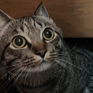 キジトラ 男の子