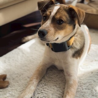 2025年10月ごろ生まれ明るいブルーイ