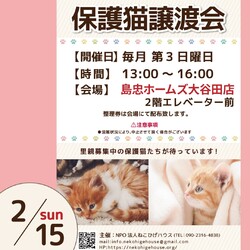 子猫～シニア猫❤足立区島忠ホームズ大谷田店(千代田線北綾瀬駅から徒歩10分)