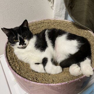 ���������D���@�Ղ�����@5����