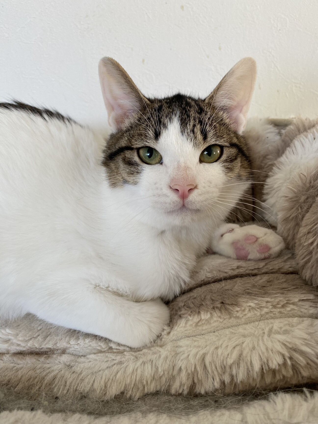 抱っこOk たあくん 5ヶ月」東京都 - 猫の里親募集(535494) :: ペットの