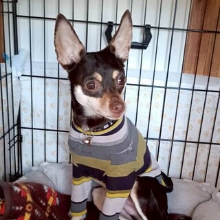 甘えん坊なミニピンmixノーティくん