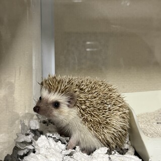 ハリネズミの男の子/今回のみ募集