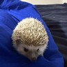 ハリネズミの男の子/今回のみ募集 サムネイル2