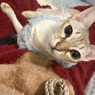 シンガプーラ　一才