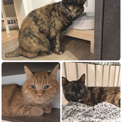 3匹の医療について