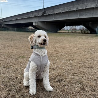 里親さん募集中