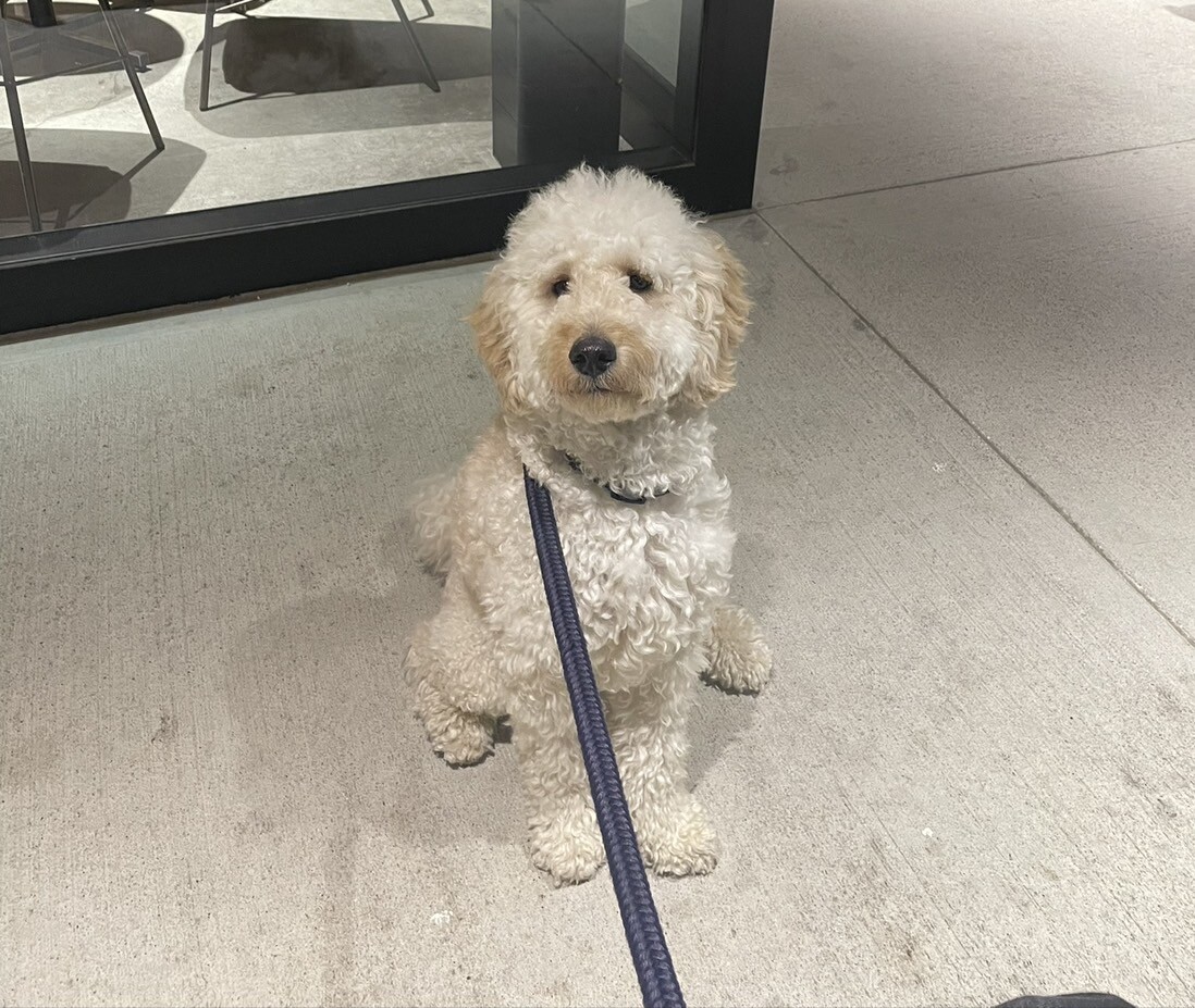 里親さん募集中 サムネイル4