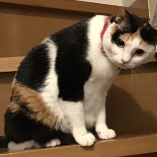 可愛い三毛猫さん里親募集中！