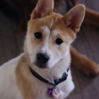 人大好き！甘えんボーイ