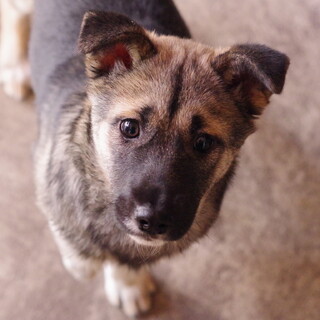 はっちゃけガールな靴下さん