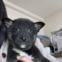 一旦募集停止します