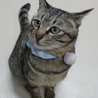 トライアル予定。ソフト君去勢済