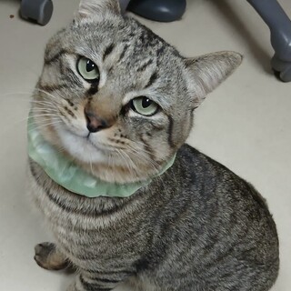 里親決定。顔デカ骨太キジ猫兄弟ハード君去勢済