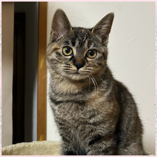 里親決定★母乳で育ったチビ丸ちゃん