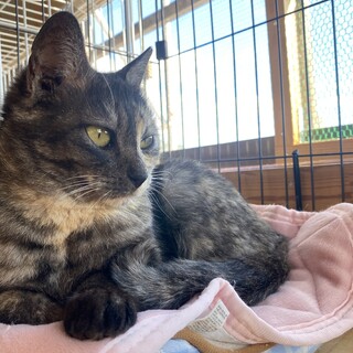 撫でられるのが大好き穏やかココアちゃん