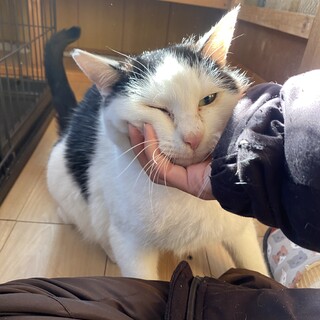 抱っこもできるぽっちゃりおもちくん