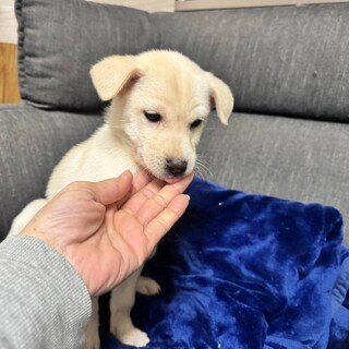 カルピスちゃん、7日の譲渡会に参加します。