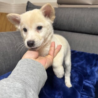 ラッシーちゃん、7日の譲渡会に参加します.