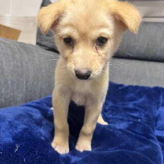 あまざけちゃん、7日の譲渡会に参加します