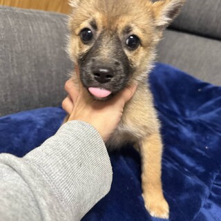 ウッドちゃん、7日の譲渡会に参加します