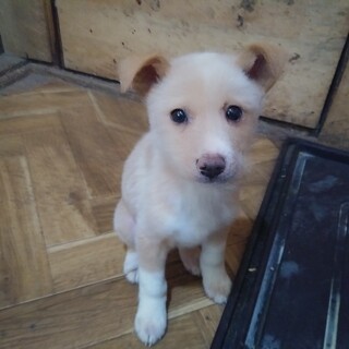 保健所救出犬！里親様緊急募集！！