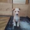 保健所救出犬！里親様緊急募集！！ サムネイル3