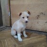 保健所救出犬！里親様緊急募集！！ サムネイル4