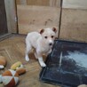 保健所救出犬！里親様緊急募集！！ サムネイル2