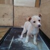 保健所救出犬！里親様緊急募集！！ サムネイル6