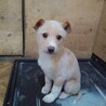 保健所救出犬！里親様緊急募集！！ サムネイル5
