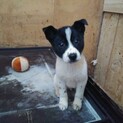 保健所救出犬！里親様緊急募集！！