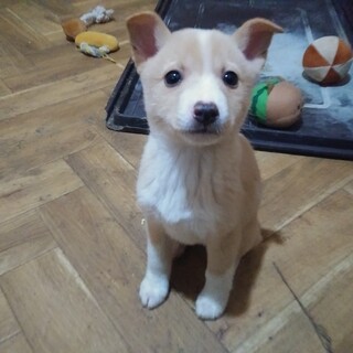 保健所救出犬！里親様緊急募集！！