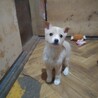 保健所救出犬！里親様緊急募集！！ サムネイル2