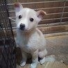 保健所救出犬！里親様緊急募集！！ サムネイル5