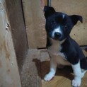 保健所救出犬！里親様緊急募集！！