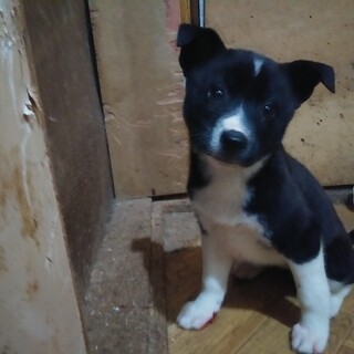 保健所救出犬！里親様緊急募集！！