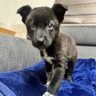 ドットちゃん　二重投稿の為削除