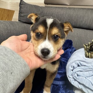 まろちゃん、7日の譲渡会に参加します