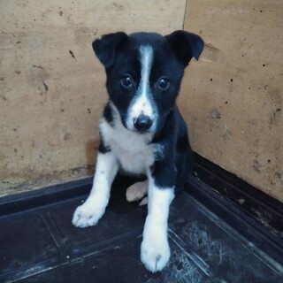 保健所救出犬！里親様緊急募集！！