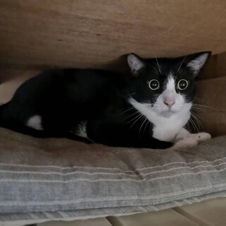 2歳10ヶ月　白黒ハチワレ猫　甘え上手　サスケくん