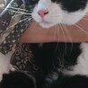 2歳11ヶ月　白黒ハチワレ猫　甘え上手　サスケくん サムネイル2