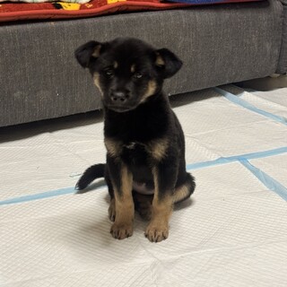 まゆちゃん　二重投稿の為削除