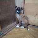 保健所救出犬！里親様緊急募集！！