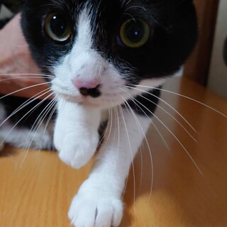 2歳10ヶ月　白黒ハチワレ猫　甘え上手　ナルトくん