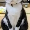 2歳11ヶ月　白黒ハチワレ猫　甘え上手　ナルトくん サムネイル2