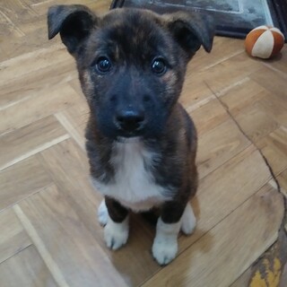 保健所救出犬！里親様緊急募集！！